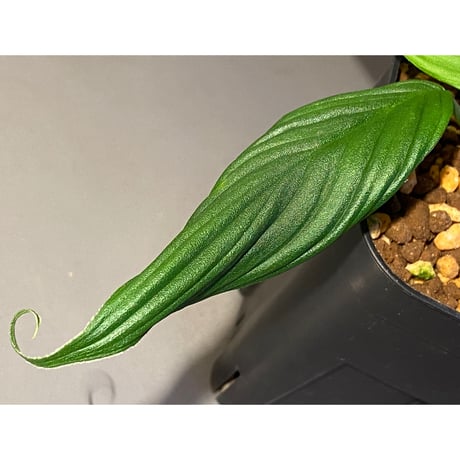 (大株) Homalomena sp. "蛟" from Sumatera Utara [LA0318-02]