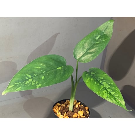 スキスマトグロッテイス | STORES