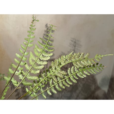 Asplenium cf. thunbergii from West Java