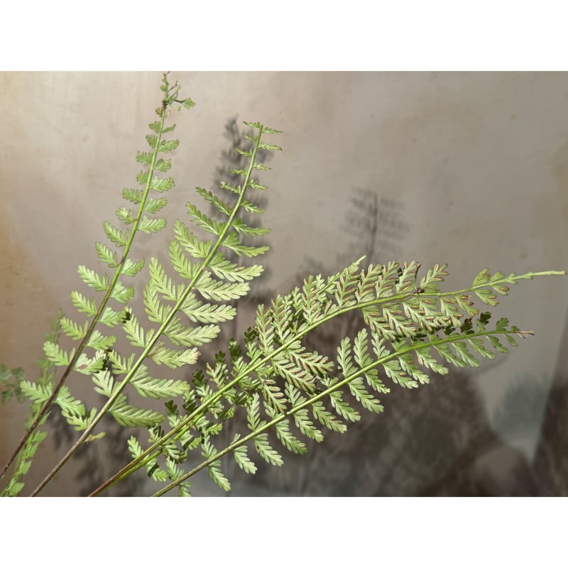 ABYSS/アビス TAENIA タエニア/カラー：#NEW TAENIA金粉【85952-007】 Abyss タエニアTAENIA