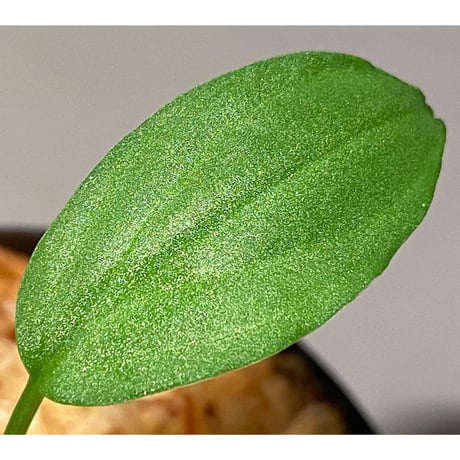 Homalomena sp. "Sunshine Natal"BNN from Sibolga timur [AZ1217-6]