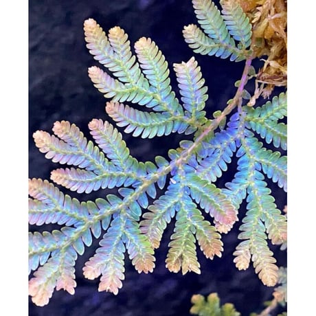 Selaginella willdenowii 伊藤蟻植物農園
