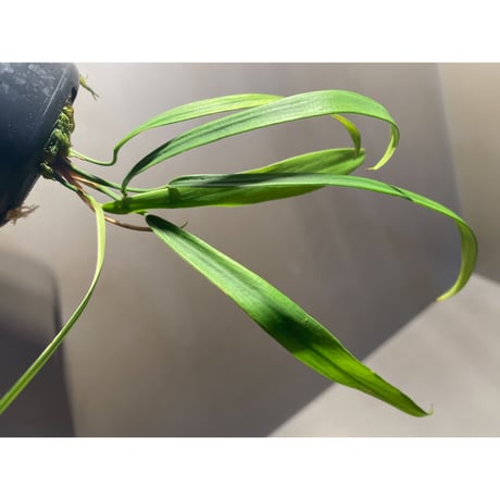 Homalomena anthurioides from "Sumatra utara" [TB]