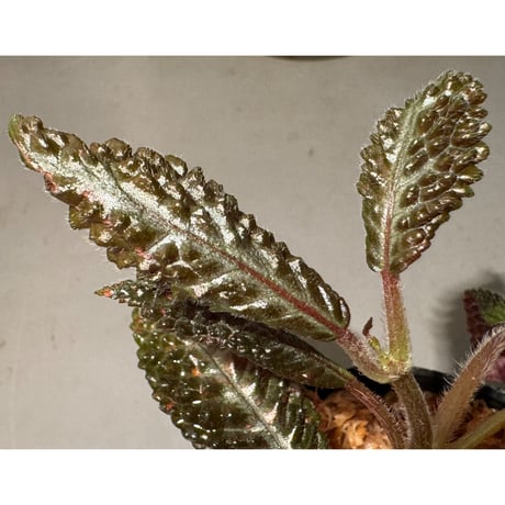 Nautilocalyx sp. 伊藤蟻植物農園