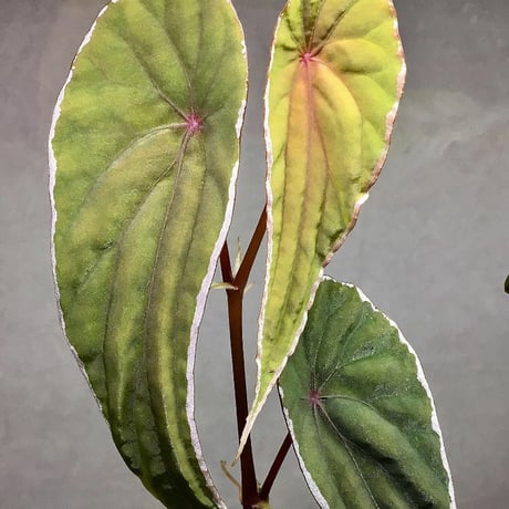 Begonia nothobaramensis (sp.) from Brunei