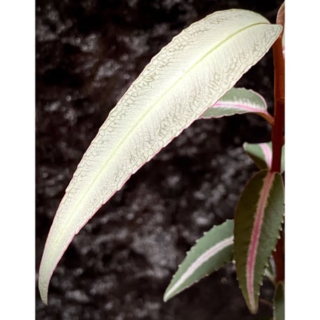 Labisia sp. from Kapuas hulu Kalimantan barat