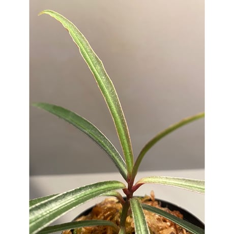 Ardisia sp. from Kapuas Hulu Kalimantan barat