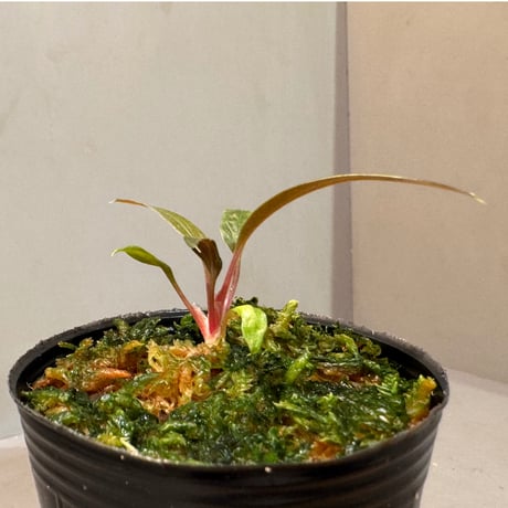 Homalomena 'Rec151' K0522-f2 [KZT]