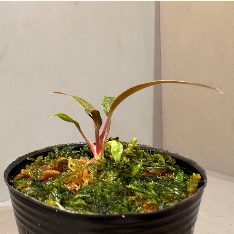 その他観葉植物 Homalomena Rec173 K0723-f1 p*a様 Homalomena Rec173 K0723-f1 - メルカリ