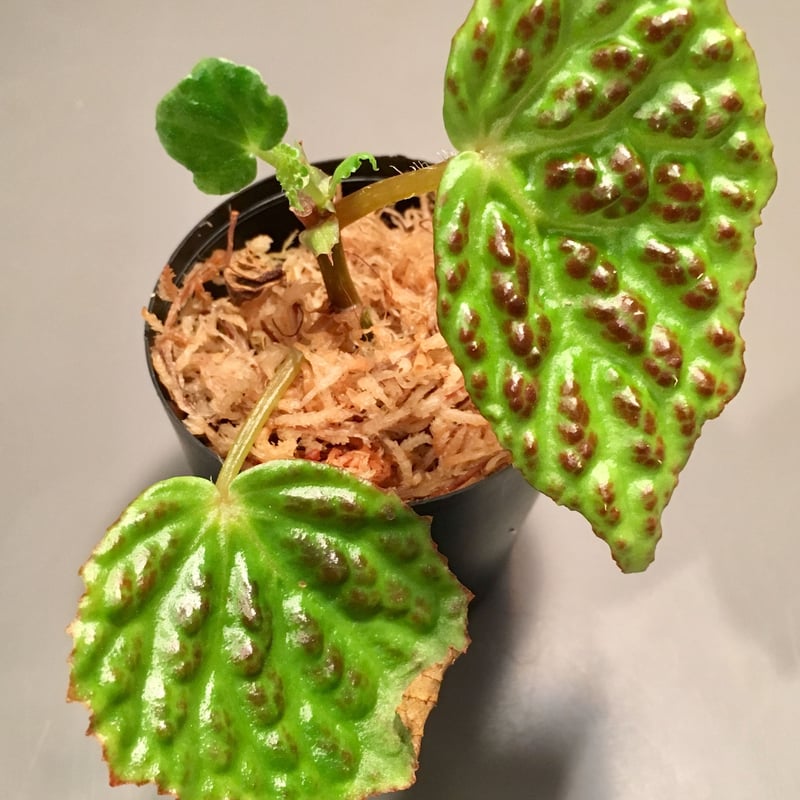 Begonia sp. from Kapuas hulu sumatera | M・R・G・R
