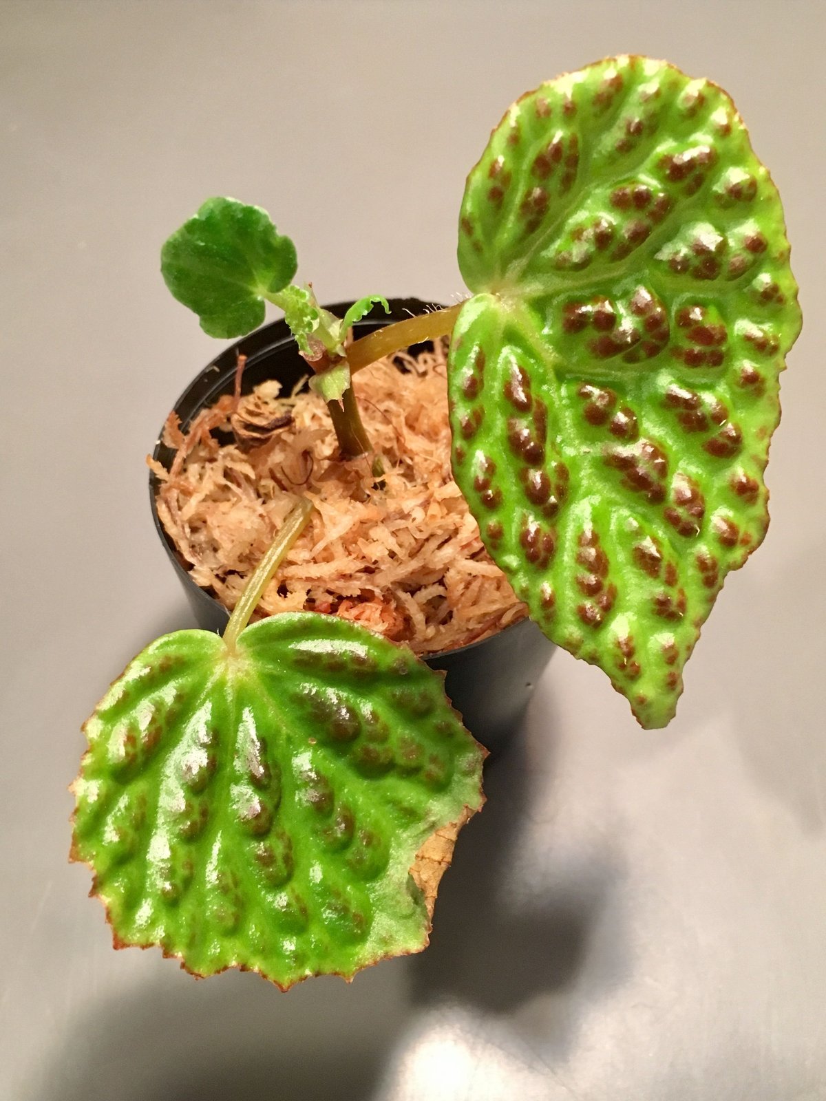 専用 超希少❣️Begonia sp. 'Kapuas hulu' 赤毛 ベゴニア 専用 超希少