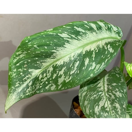 Schismatoglottis Rongisupata from West Kalimantan [KN]