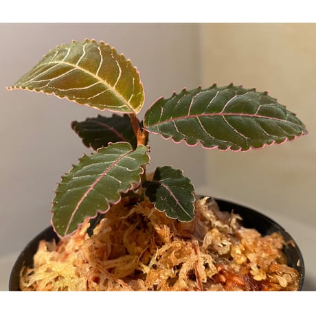 Labisia sp. from Riau sumatera