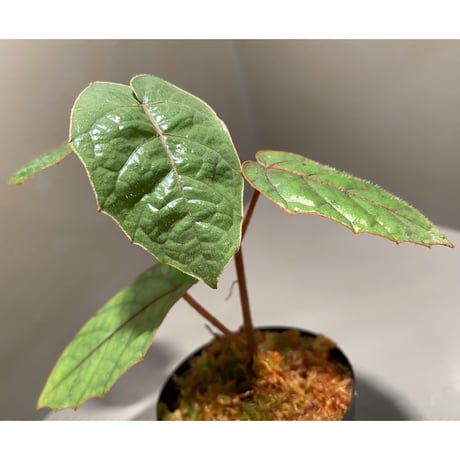 Pterisanthes sp. from Sabah-1 [R0515-01a]