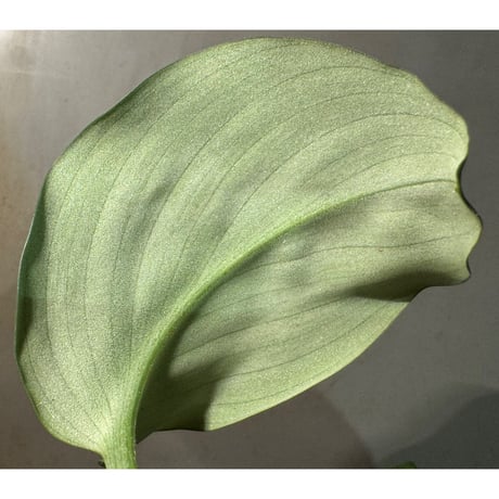 Scaphochlamys Multifolia Ooi
