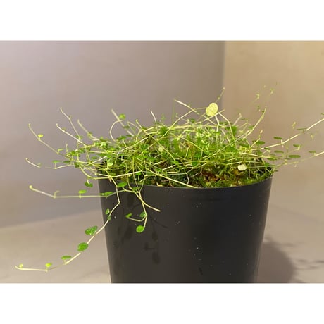 Pepeperomia emarginella from Colombia [LA0316-03]