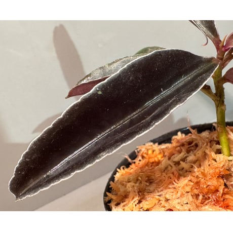 Labisia sp. from Landak West Kalimantan