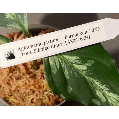 Aglaonema pictum “Purple Rain” BNN from Sibolga timur ［AZ0516-2e］