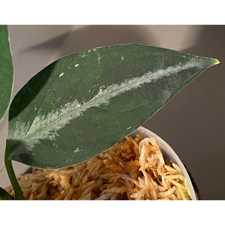 (本タグ付き) Aglaonema pictum from Sumatera A2  [TK070918]