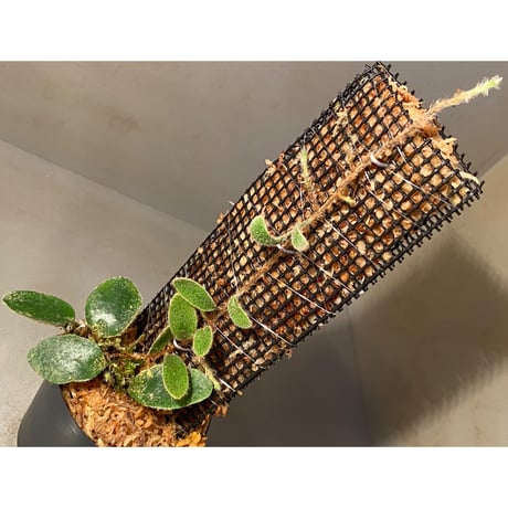 Pyrrosia nummularifolia from Santa Fe Luzon Philippines [KSB]
