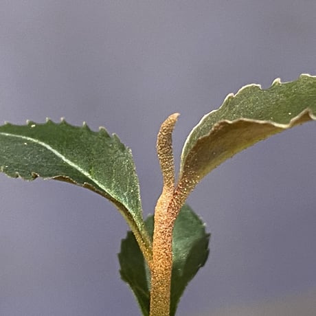 Labisia pumila from Cameron Highlands