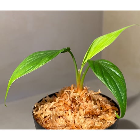 Homalomena sp. "蛟" from Sumatera Utara [LA0318-02]