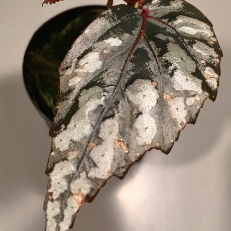 Begonia sp. from Sarawak "Gunmetal"