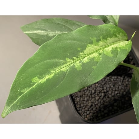 Aglaonema pictum A "Stiria+1" from Aceh sumatera [LA0315-04j]