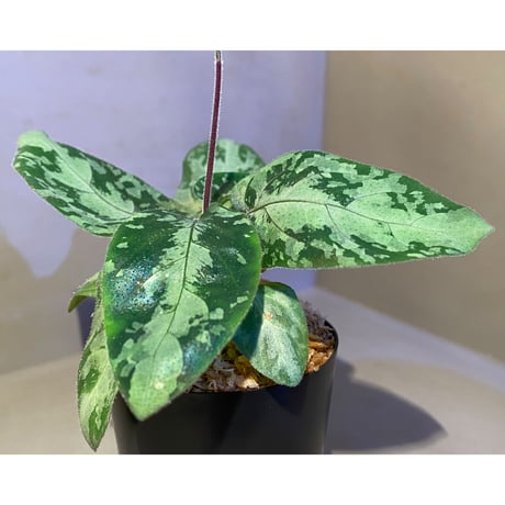 Gymnostachyum sp. f1 from Aceh sumatera [LA0816-1ss]