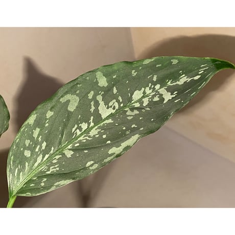 Aglaonema pictum "しるば〜らいん" from Aceh sumatera [LA1218-01b] グリーンマルシェ No.5