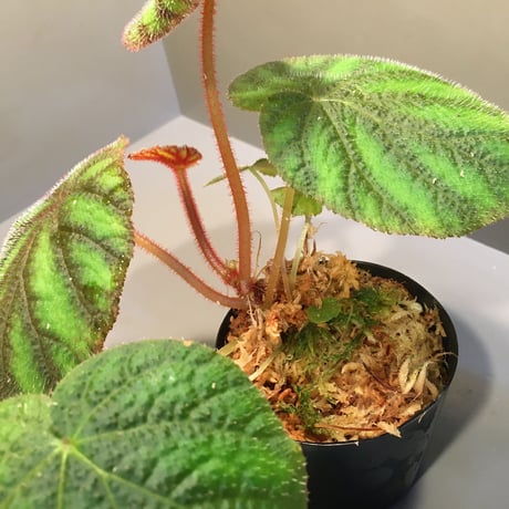 Begonia versicolor from Ha Giang WF1 [YH]