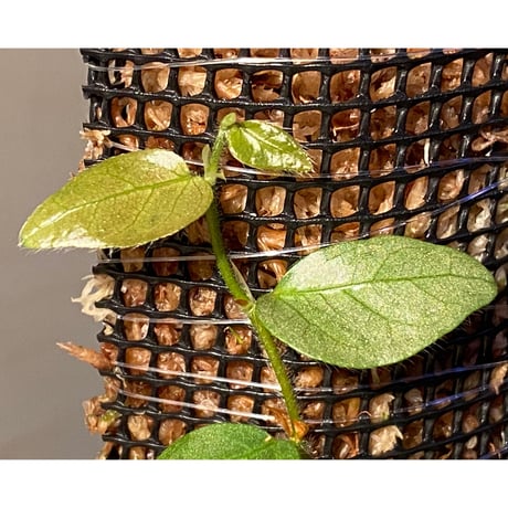 Ficus sp. from Murung raya [LA0515-05]
