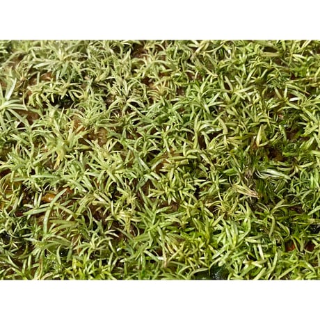 Moss from Ipoh State Malaysia