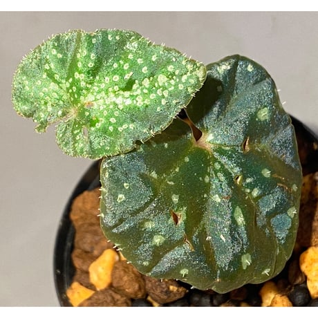 Begonia sp. from Trat Thailand