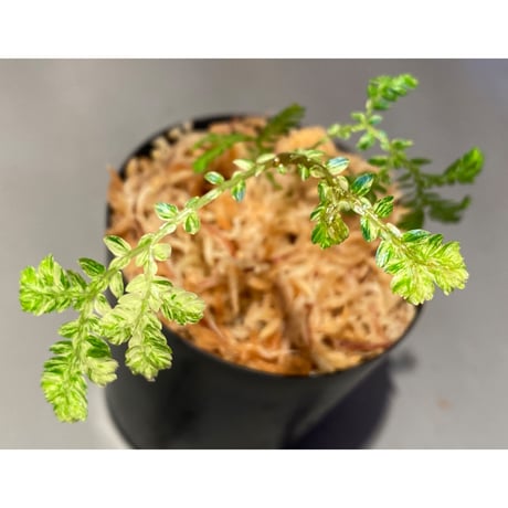 Selaginella willdenowii "variegata" 伊藤蟻植物農園