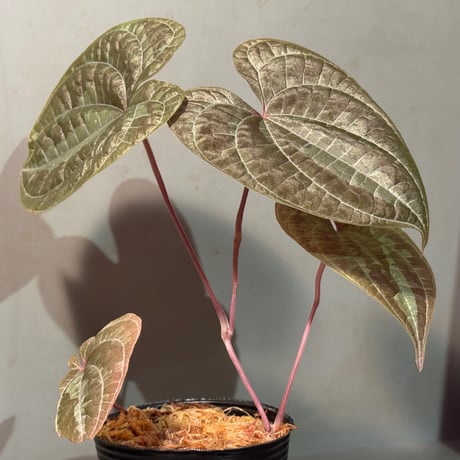 (常湿育成) Dioscorea dodecaneura (discolor)