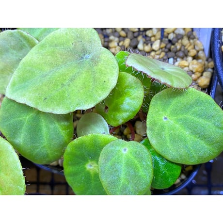 Begonia kingiana from Jerantut [TK170717]