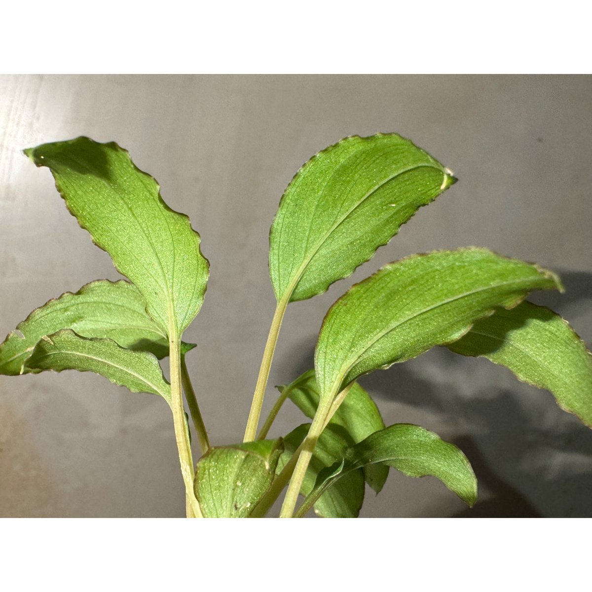 Homalomena sp. 