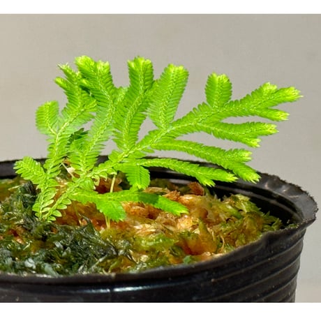 Selaginella biformis [STRINGE PLANTS]