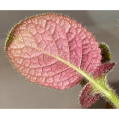 Gesneriaceae, Episcia lilacina from Colombia 2016 [tanakay]