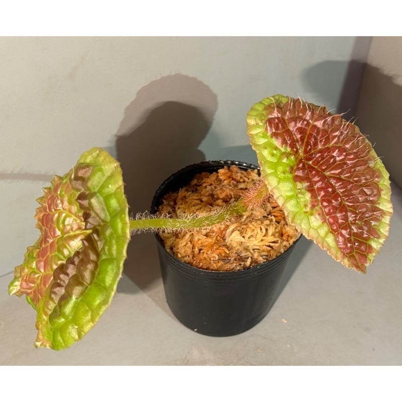 peculiarman　Begonia 5点同梱発送 Begonia sp. from Sumatera Utara [HW0816-01] | M