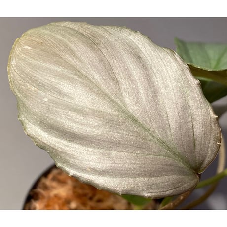 Homalomena sp. "赤銀×？" from West Java wf1 [Import] KZT