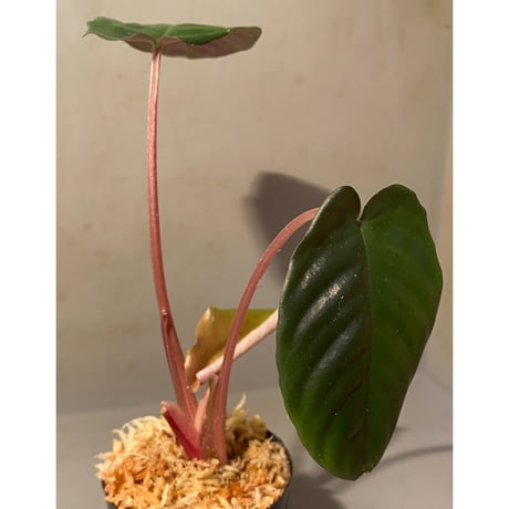 Schismatoglottis sp. "Metallica" from Kalimantan barat