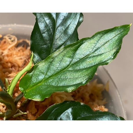 Homalomena sp. "Euclase" from Riau sumatera [LA0518-02]