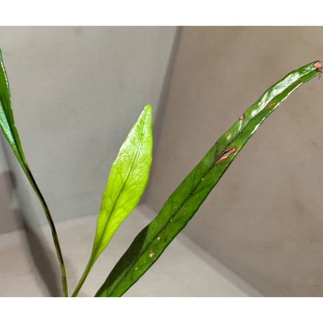 Microsorum sp. 'Type A' from Aceh sumatera