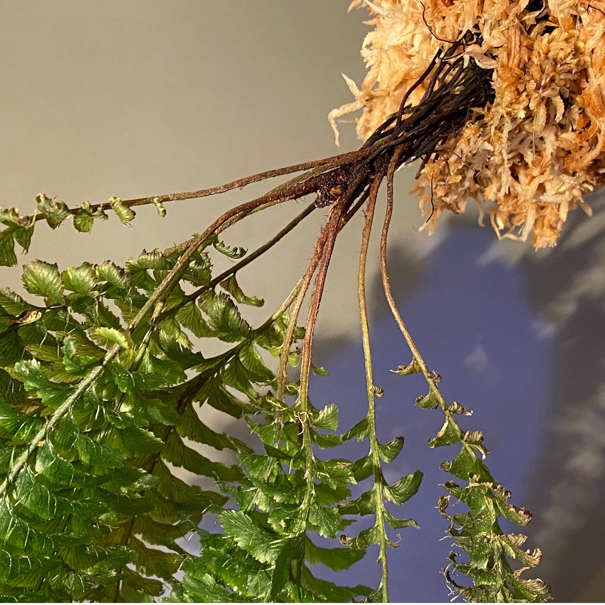 Cephalomanes sp. from Khlong Yai Trat Thailand