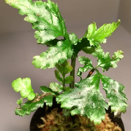 Bolbitis sp. from Siberut [LA]