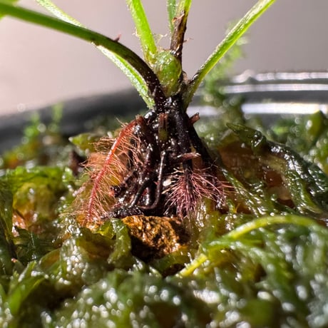 Blechnum obtusatum var. obtusatum from New Caledonia (固有種)