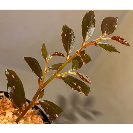 Begonia sp. from Julau [R1214-01b]