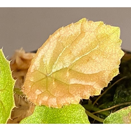 Begonia susaniae